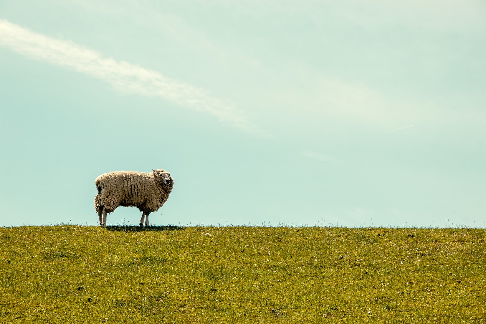 A T4G Sermon Shepherd the Flock of God—Eight Questions for Pastors of